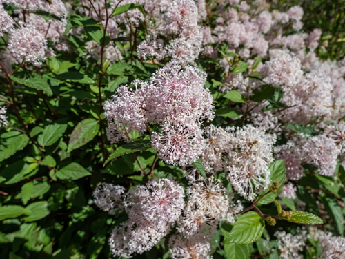 Jersey tea ceanothus, red root, mountain sweet or wild snowball (Ceanothus americanus) having thin branches flowering with white flowers in clumpy inflorescences in the garden in summer
